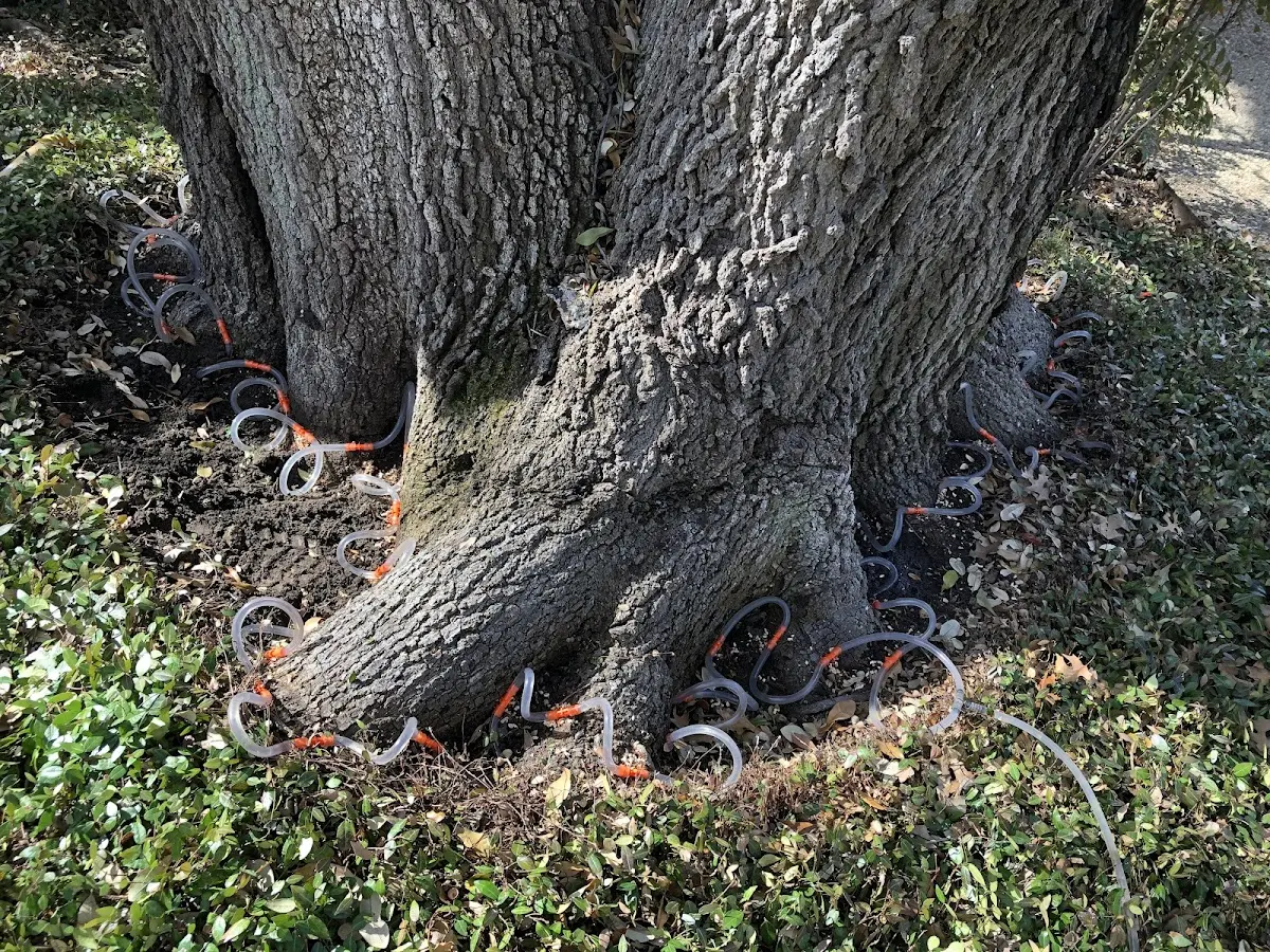 Detailed Tree Cabling and Bracing job site in Green Valley Lake