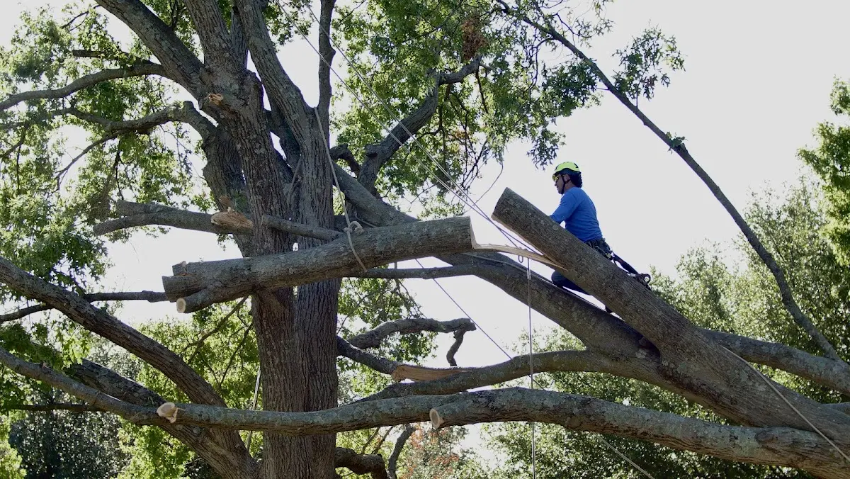 Professional Crown Thinning performed by certified arborists in Green Valley Lake