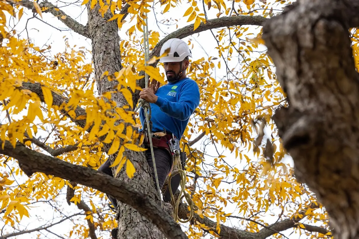 Skilled Tree Pruning crew working in Green Valley Lake
