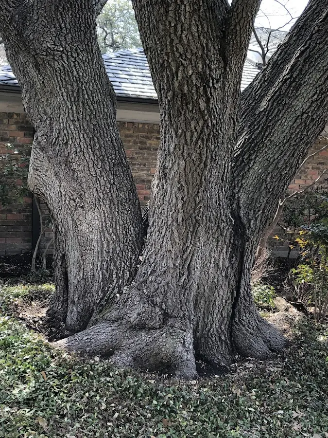 Mature heritage tree close to a Green Valley Lake property cared for by certified arborists
